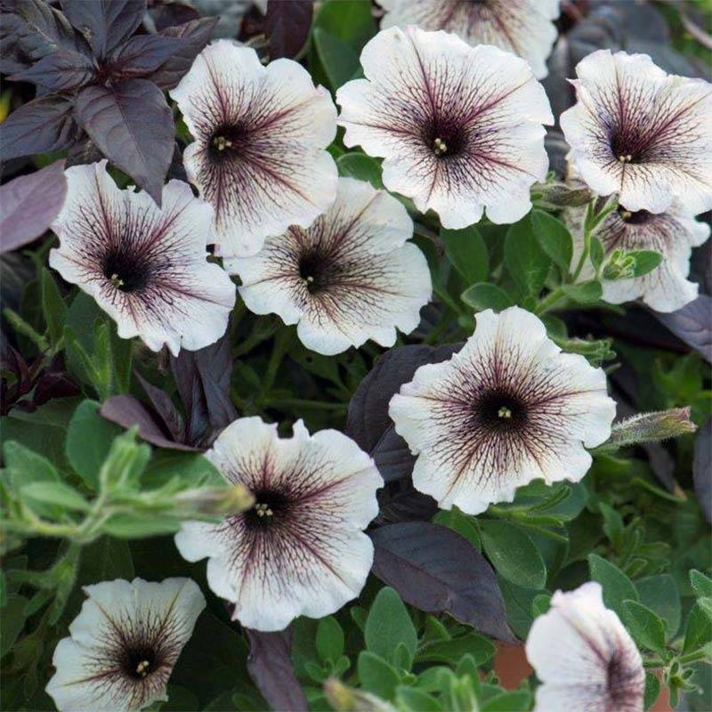 Petunia Designer Cappuccino Mini-motte Ø 3/4 cm (par 5)