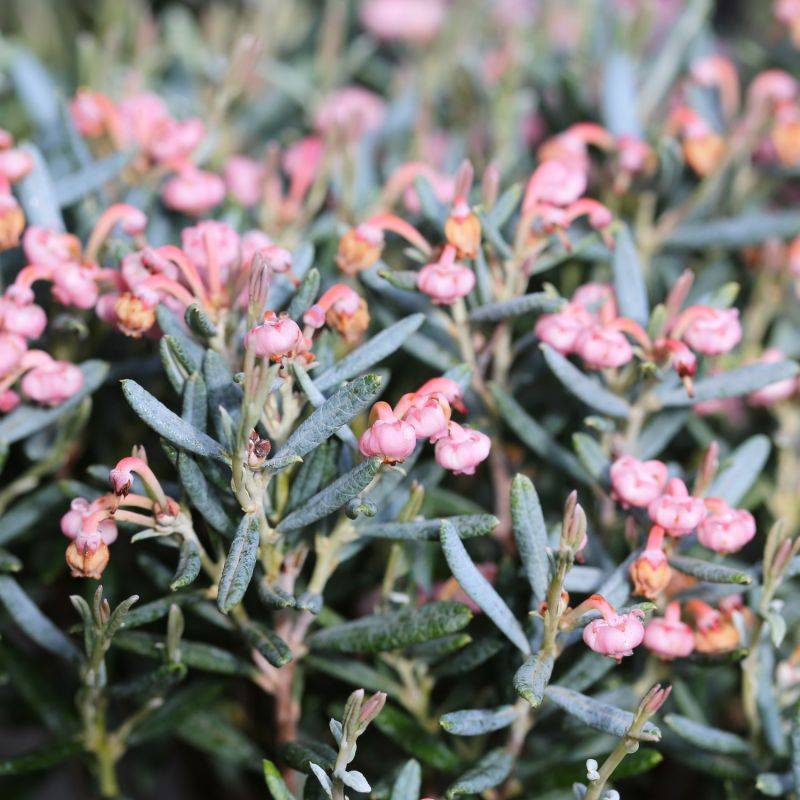 Andromède 'Compacta' (Andromeda polifolia 'Compacta') - Godet 9cm - Pépinières Naudet