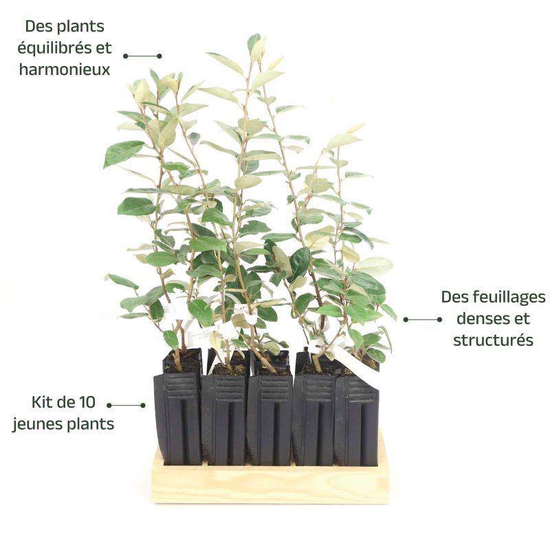 10 Elaeagnus (Elaeagnus ebbingei) - Haie de Elaeagnus -  - Pépinières Naudet - Image 4