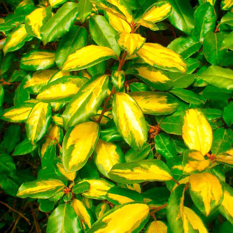 10 Elaeagnus (Elaeagnus ebbingei) - Haie de Elaeagnus -  - Pépinières Naudet - Image 2