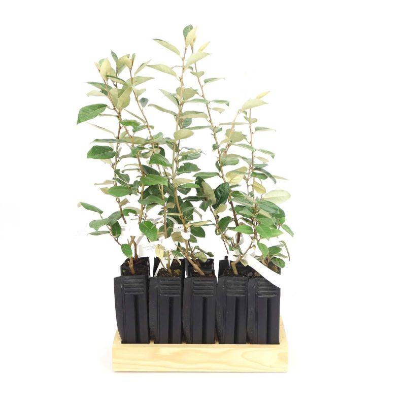 10 Elaeagnus (Elaeagnus ebbingei) - Haie de Elaeagnus -  - Pépinières Naudet - Image 3