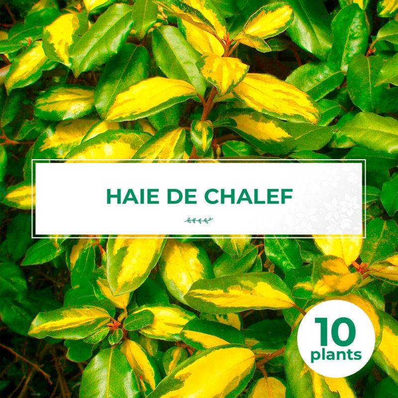 10 Elaeagnus (Elaeagnus ebbingei) - Haie de Elaeagnus -  - Pépinières Naudet - Image 1