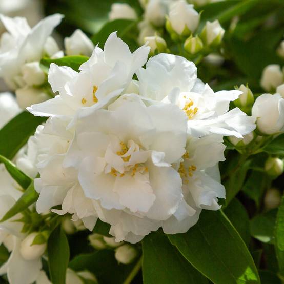 Seringat blanc - Philadelphus Mrs E.L. Robinson Pot de 2L/3L