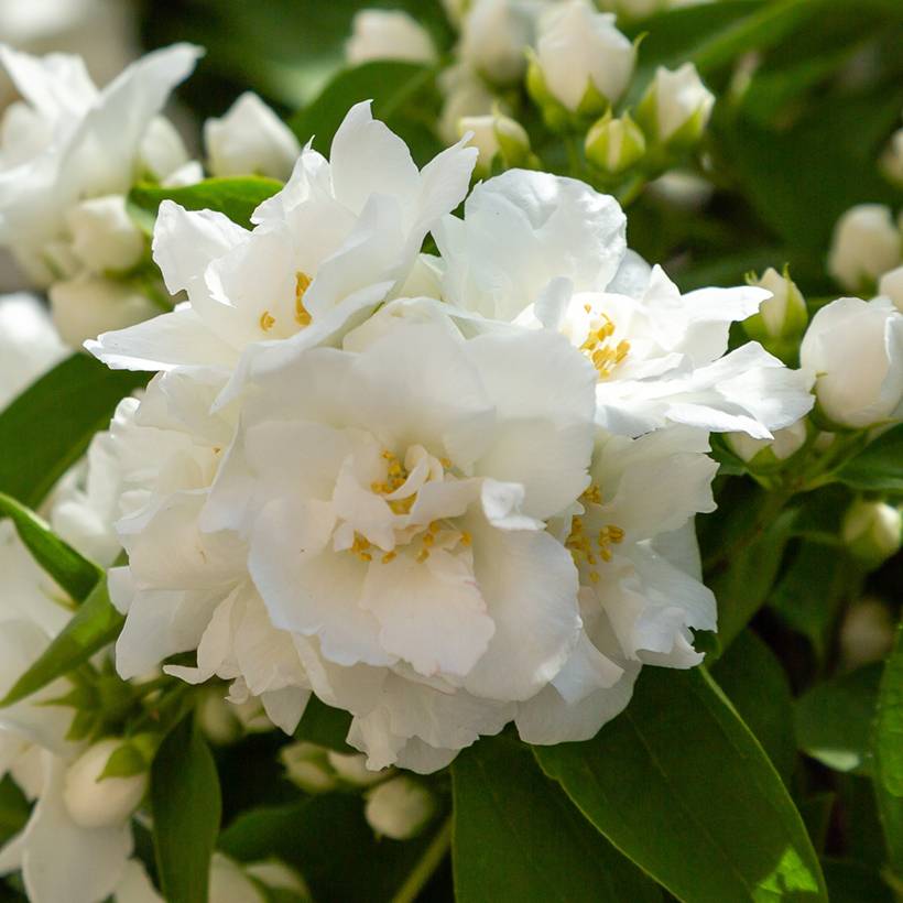 Seringat blanc - Philadelphus Mrs E.L. Robinson Pot de 2L/3L