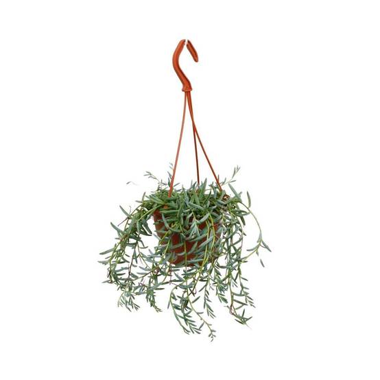 Senecio Hallianus 25cm - Plante d'intérieur- La Green Touch - Image 1