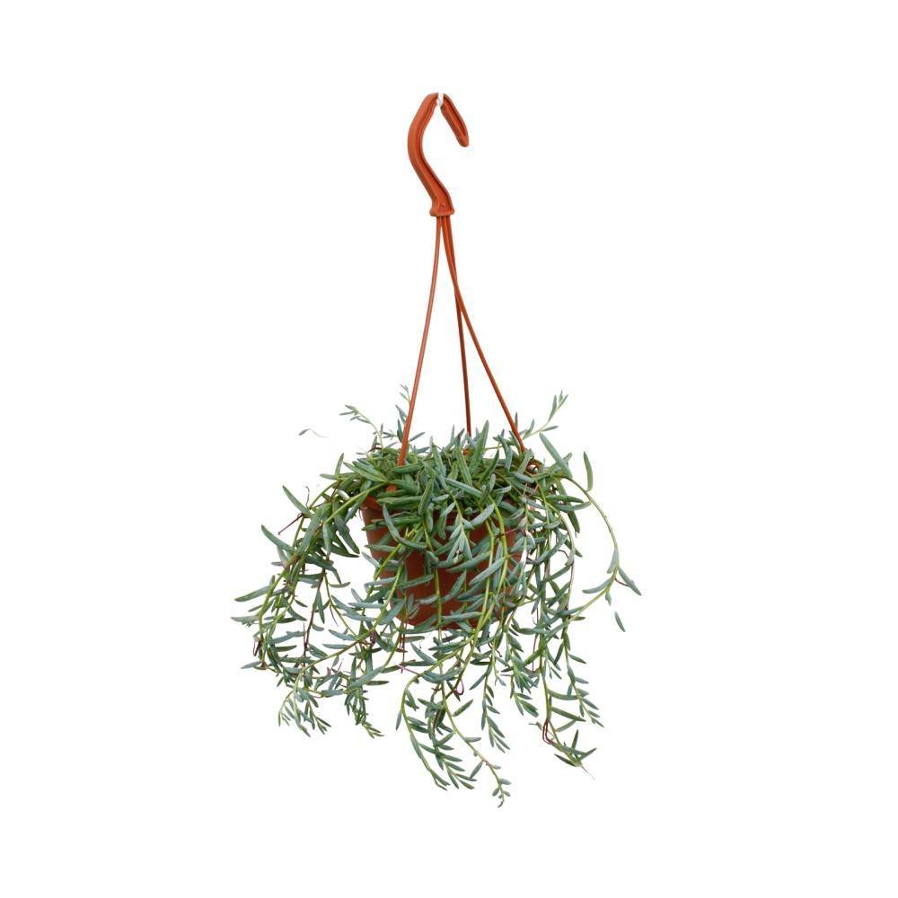 Senecio Hallianus 25cm - Plante d'intérieur- La Green Touch