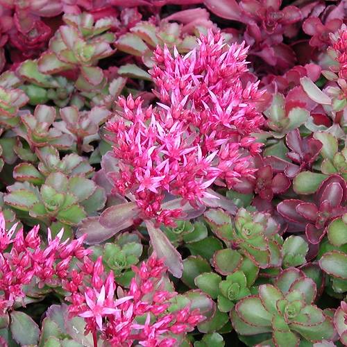 Sedum spurium Fuldaglut - Orpin Godet de 8/9 cm