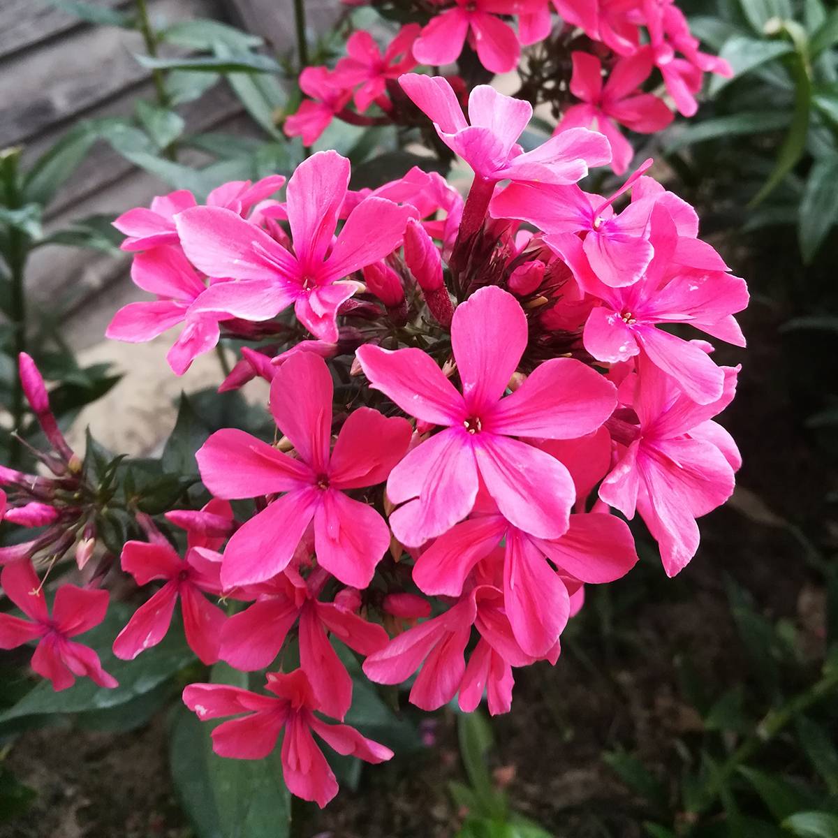 Promesse de Fleurs - Phlox paniculata Cleopatra Pot de 2L/3L