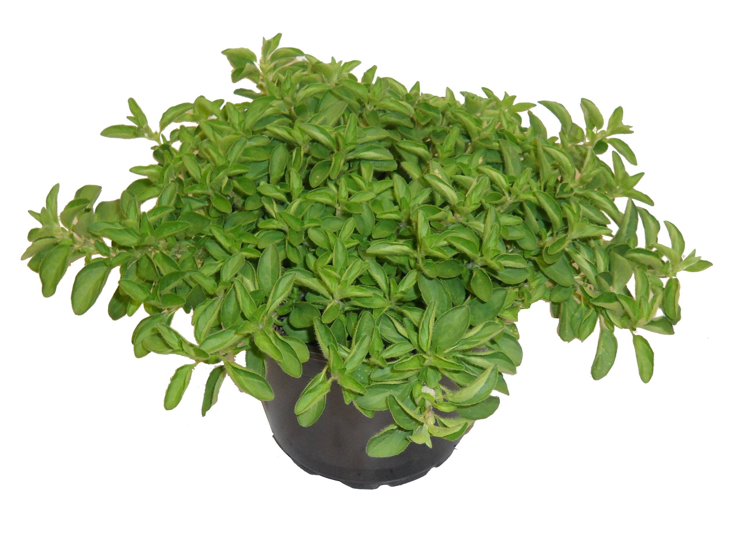 Origan pot 14 cm