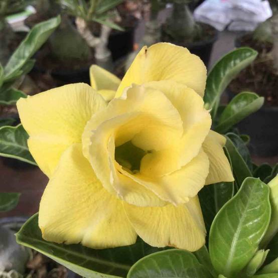 Sans Marque - Adenium obesum cv.Lumière lunaire Caudex d'environ 2000g 25/30cm - Image 1
