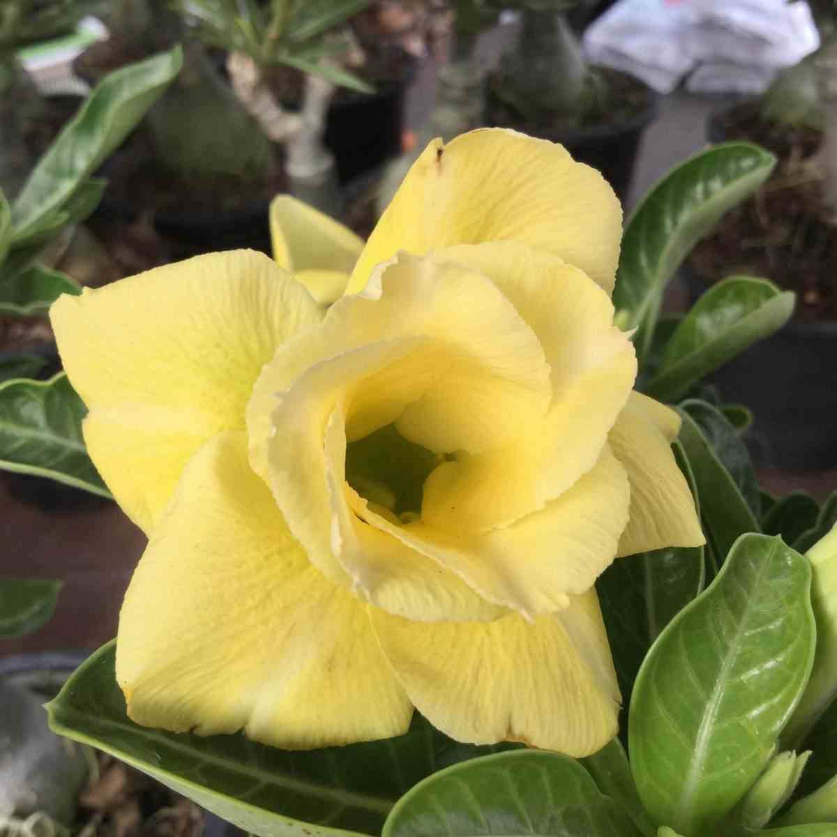 Sans Marque - Adenium obesum cv.Lumière lunaire Caudex d'environ 2000g 25/30cm
