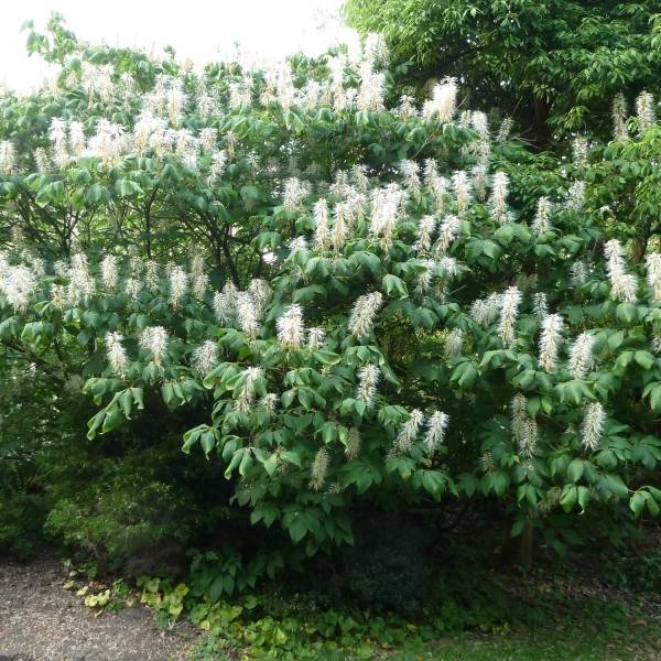 Aesculus parviflora - Pavier blanc Pot de 20L/25L