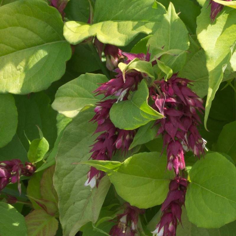 Arbre aux faisans doré Golden Lanterns® 'Notbruce', Leycesteria à fleurs Rouge - feuillage Caduc - Godet - 5/20 cm-  hauteur à maturité De 1,50 m à 2, - Image 6