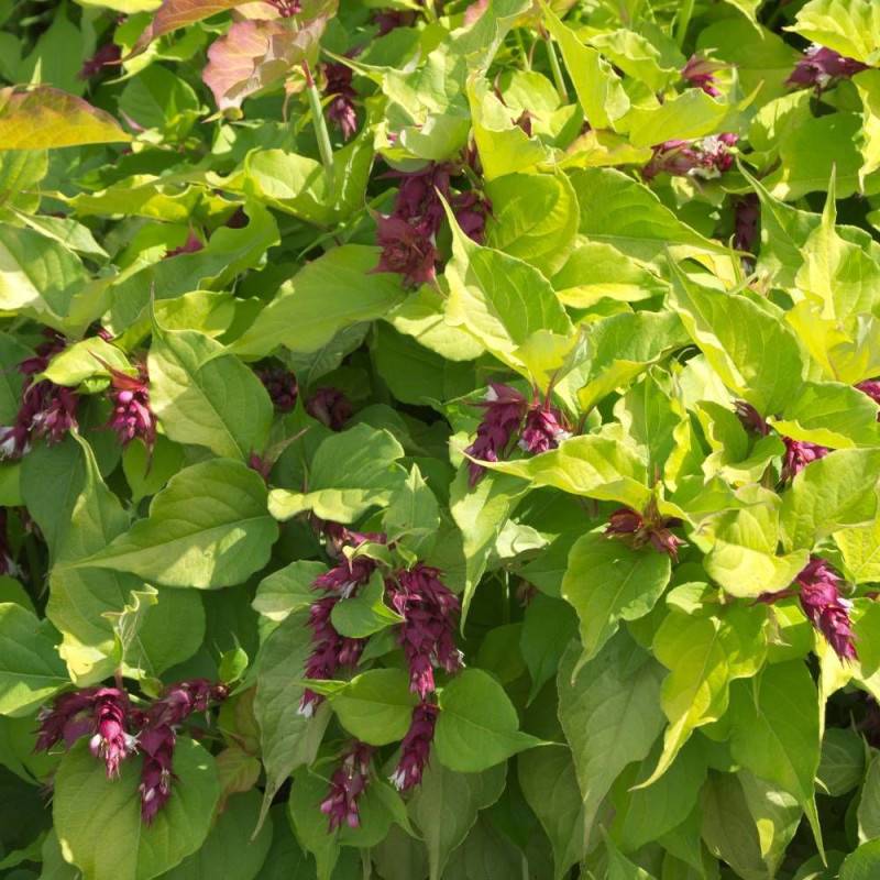 Arbre aux faisans doré Golden Lanterns® 'Notbruce', Leycesteria à fleurs Rouge - feuillage Caduc - Godet - 5/20 cm-  hauteur à maturité De 1,50 m à 2, - Image 2