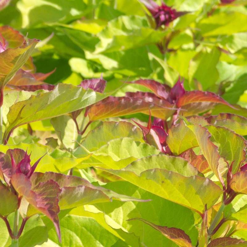 Arbre aux faisans doré Golden Lanterns® 'Notbruce', Leycesteria à fleurs Rouge - feuillage Caduc - Godet - 5/20 cm-  hauteur à maturité De 1,50 m à 2, - Image 5