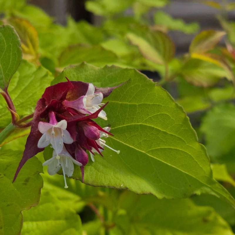 Arbre aux faisans doré Golden Lanterns® 'Notbruce', Leycesteria à fleurs Rouge - feuillage Caduc - Godet - 5/20 cm-  hauteur à maturité De 1,50 m à 2, - Image 9