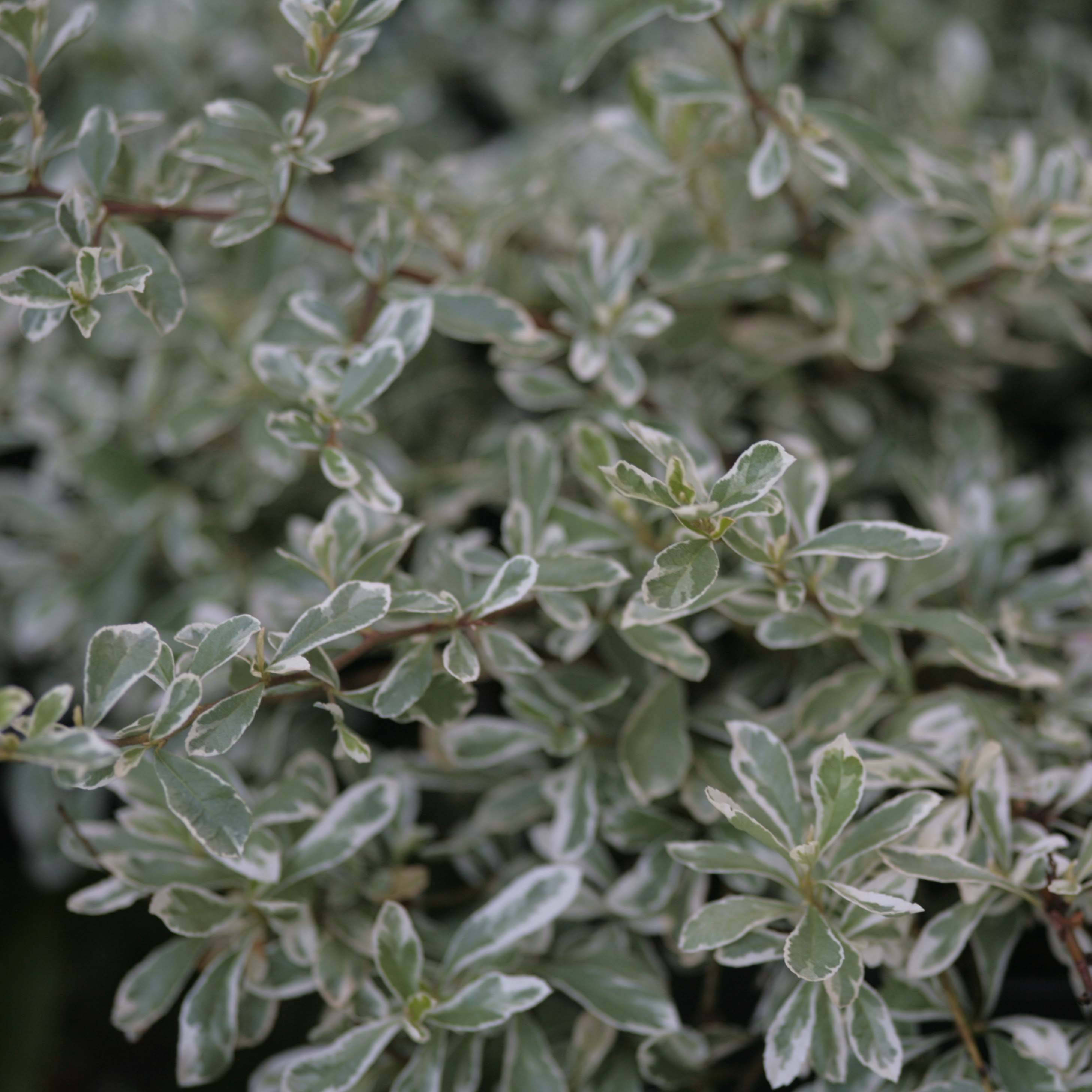 Pyracantha Sparkler Pot de 2L/3L - Image 1