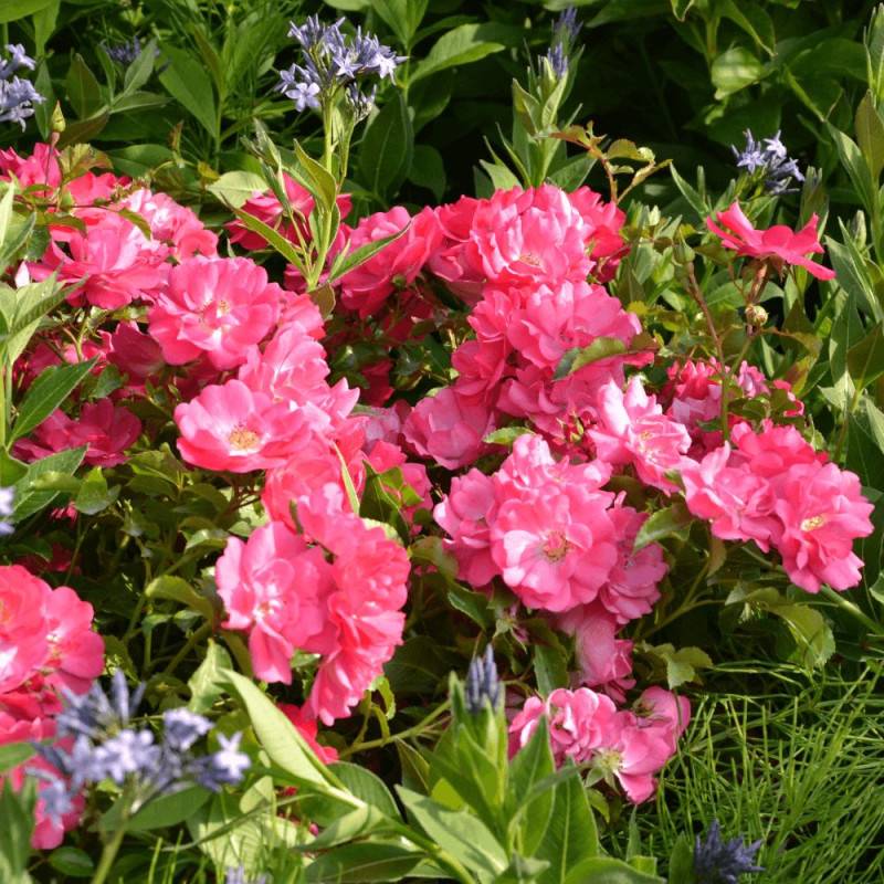Rosier arbustif Decorosier® Emera® 'Noatraum' à fleurs Rose - feuillage Caduc - Pot de 5L - 40/60 cm-  hauteur à maturité De 0,50 m à 1,00 m - Image 4