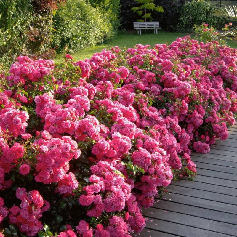 Rosier arbustif Decorosier® Emera® 'Noatraum' à fleurs Rose - feuillage Caduc - Pot de 5L - 40/60 cm-  hauteur à maturité De 0,50 m à 1,00 m - Image 5