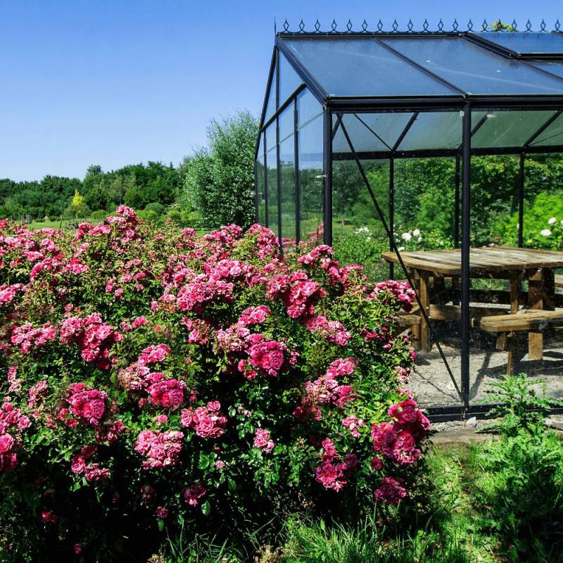Rosier arbustif Decorosier® Emera® 'Noatraum' à fleurs Rose - feuillage Caduc - Pot de 5L - 40/60 cm-  hauteur à maturité De 0,50 m à 1,00 m - Image 3