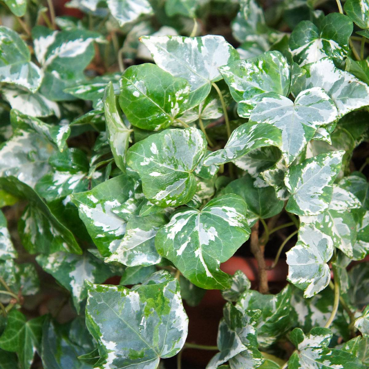 Promesse de Fleurs - Lierre d'ornement - Hedera helix Kolibri Godet de 8/9 cm