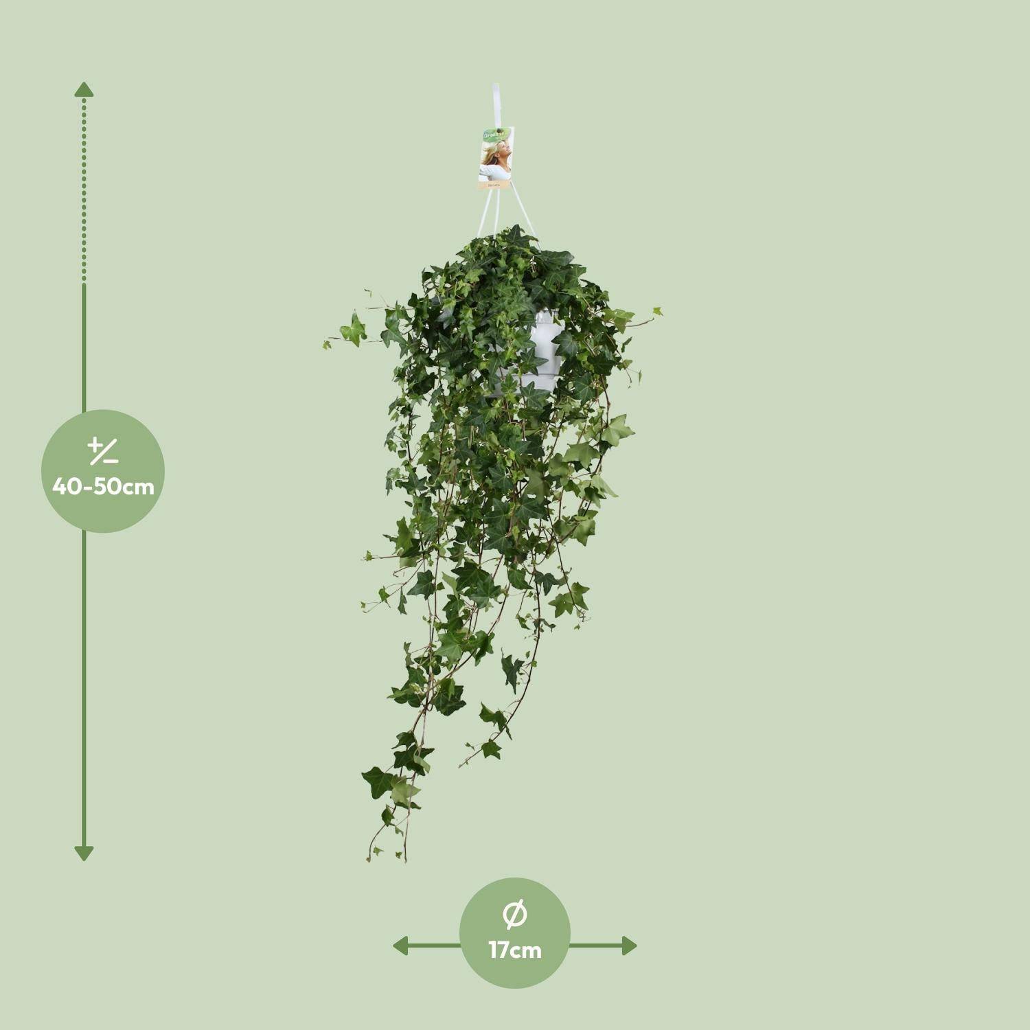 La Green Touch - Lierre Pittsburgh en grand format - Hedera helix - H 90 cm, pot Ø17 cm - Image 4