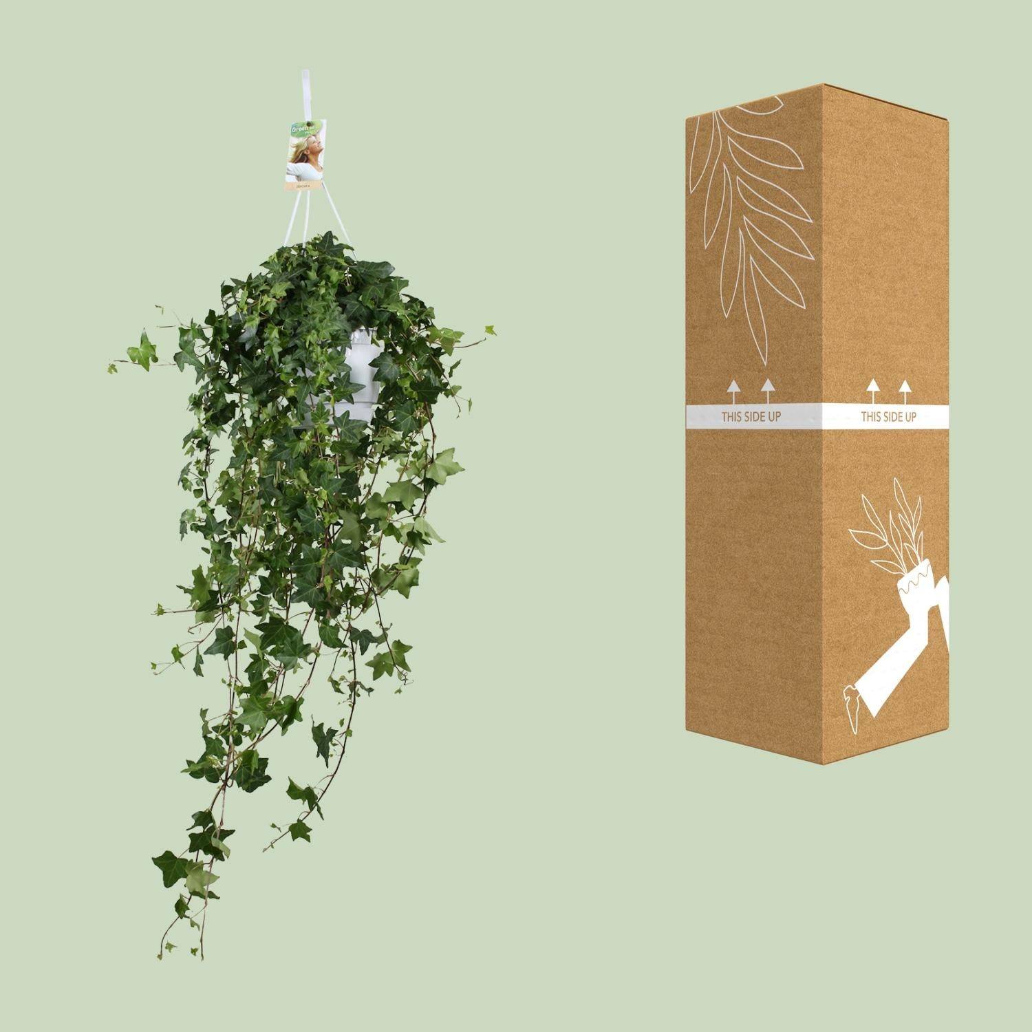 La Green Touch - Lierre Pittsburgh en grand format - Hedera helix - H 90 cm, pot Ø17 cm - Image 5