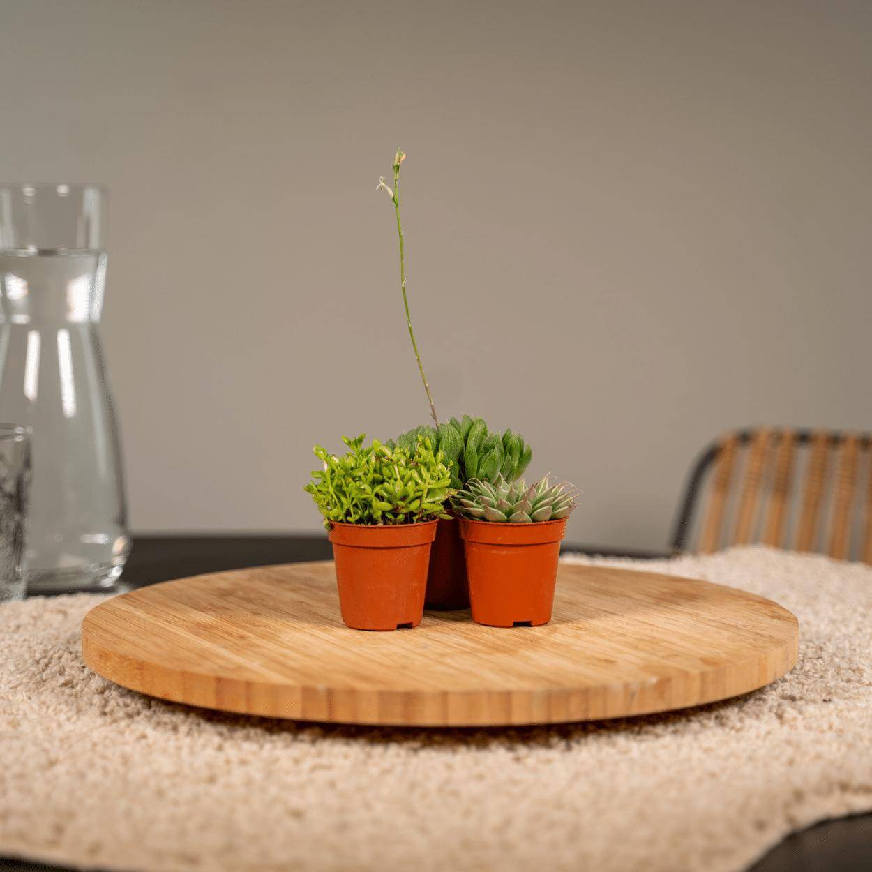 Succulent Mix - D5 - Image 2