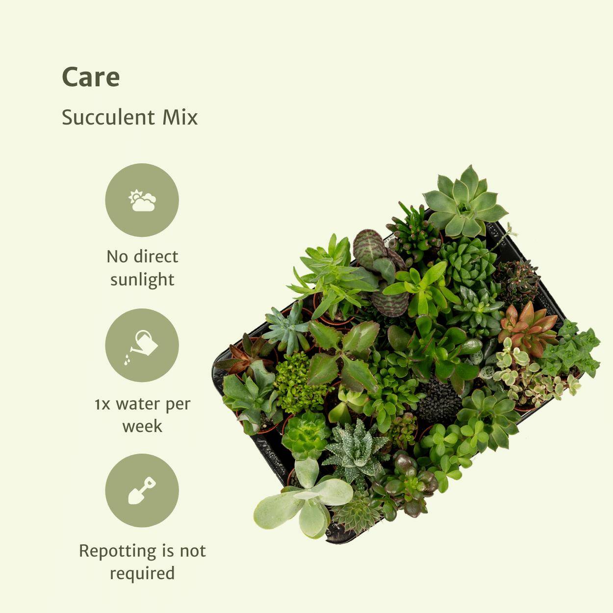 Succulent Mix - D5 - Image 5