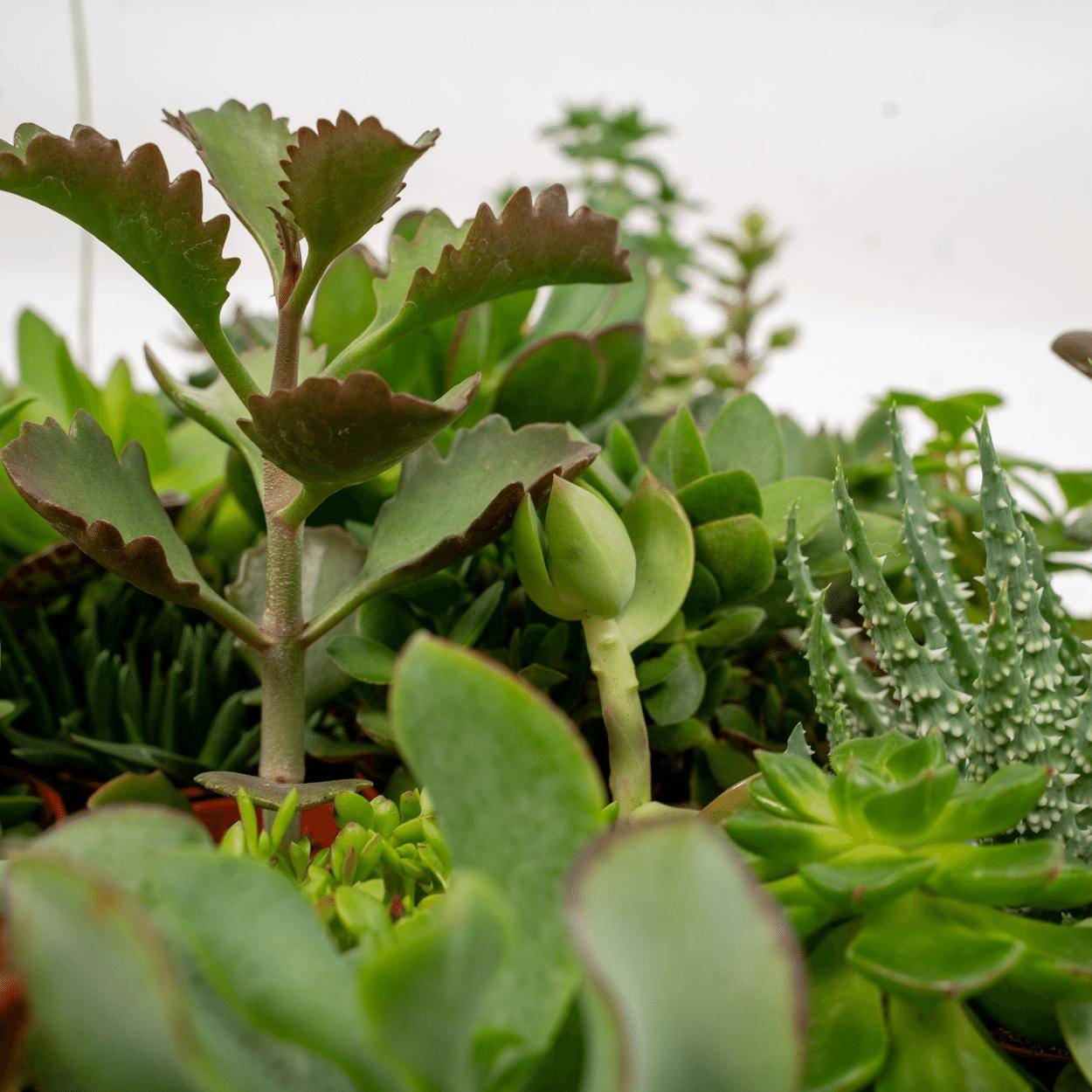 Succulent Mix - D5 - Image 3