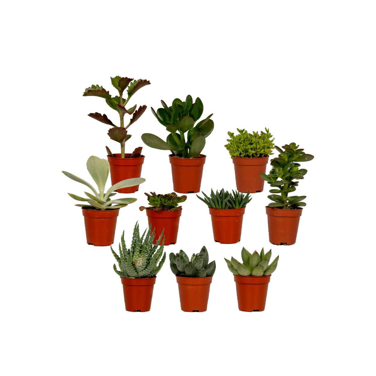 Succulent Mix - D5 - Image 1