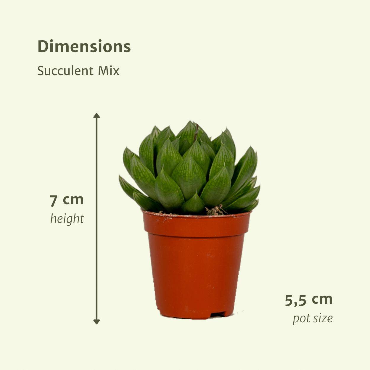 Succulent Mix - D5 - Image 4