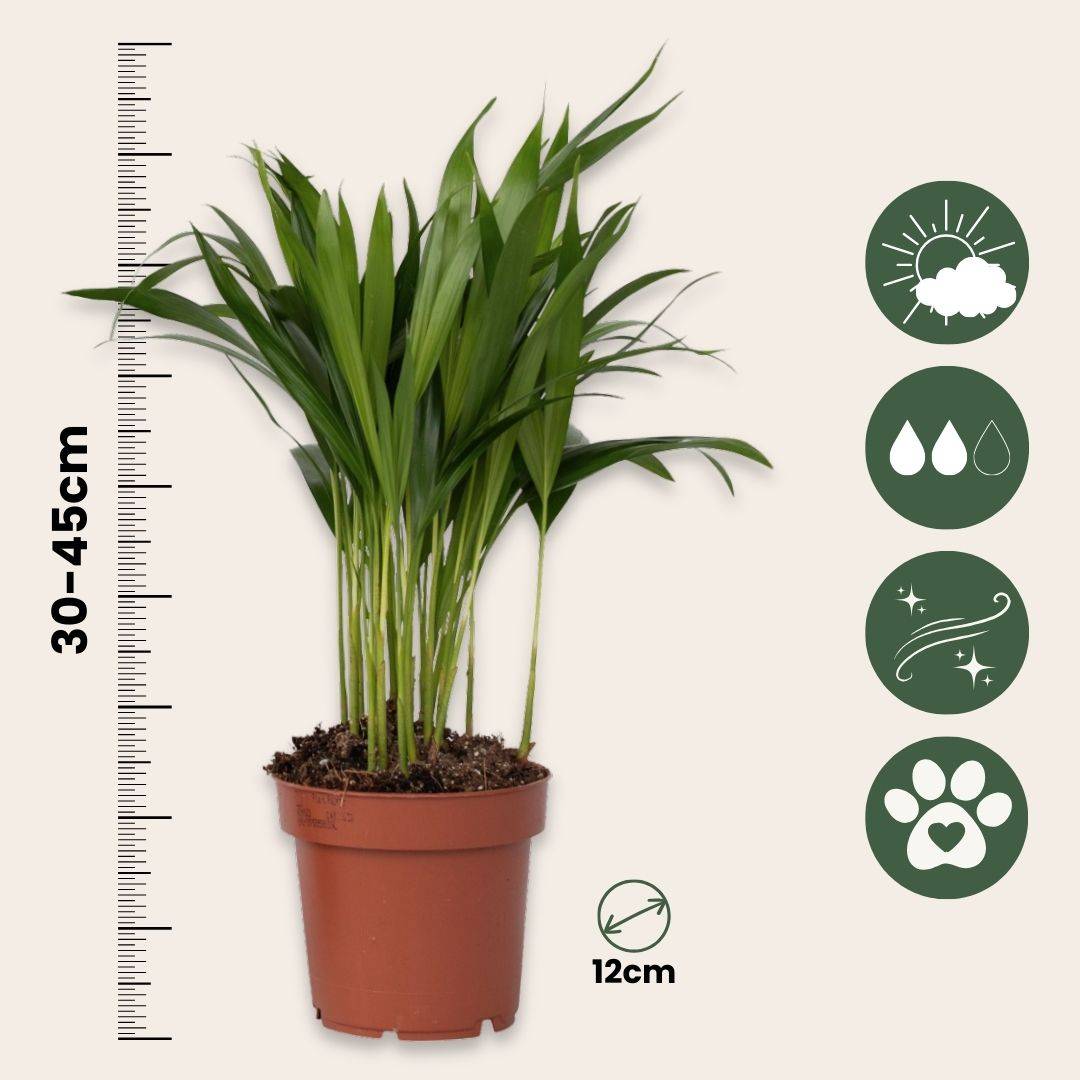 Palmier areca - Set de 2 - Dypsis lutescens - Hauteur 30-45cm - ⌀12cm - Image 6