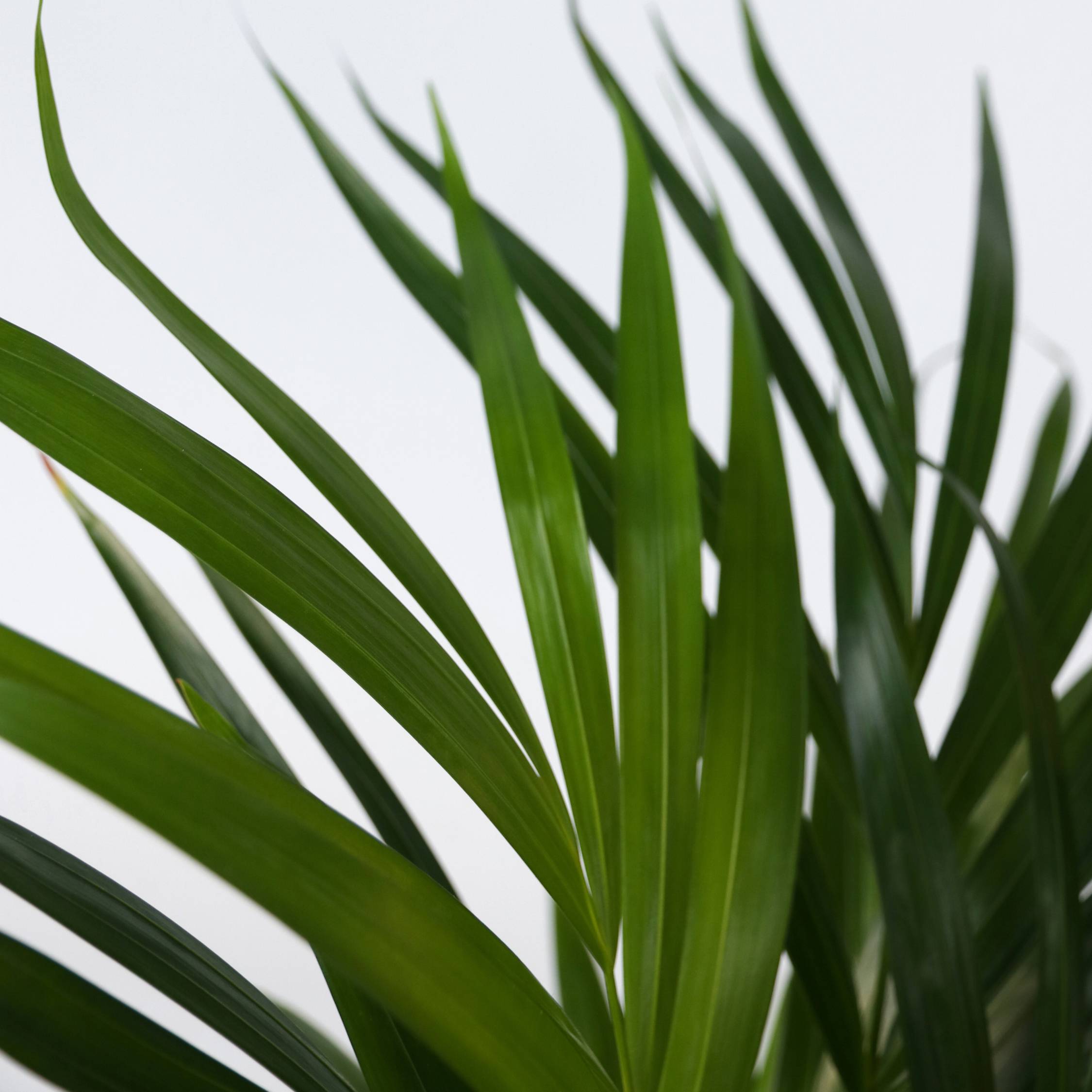 Palmier areca - Set de 2 - Dypsis lutescens - Hauteur 30-45cm - ⌀12cm - Image 5