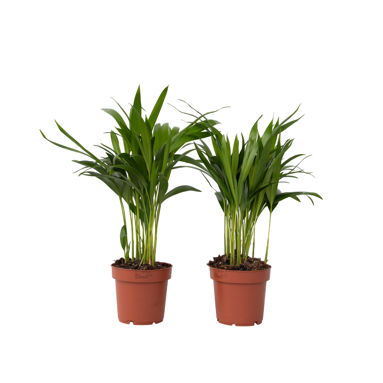 Palmier areca - Set de 2 - Dypsis lutescens - Hauteur 30-45cm - ⌀12cm - Image 1