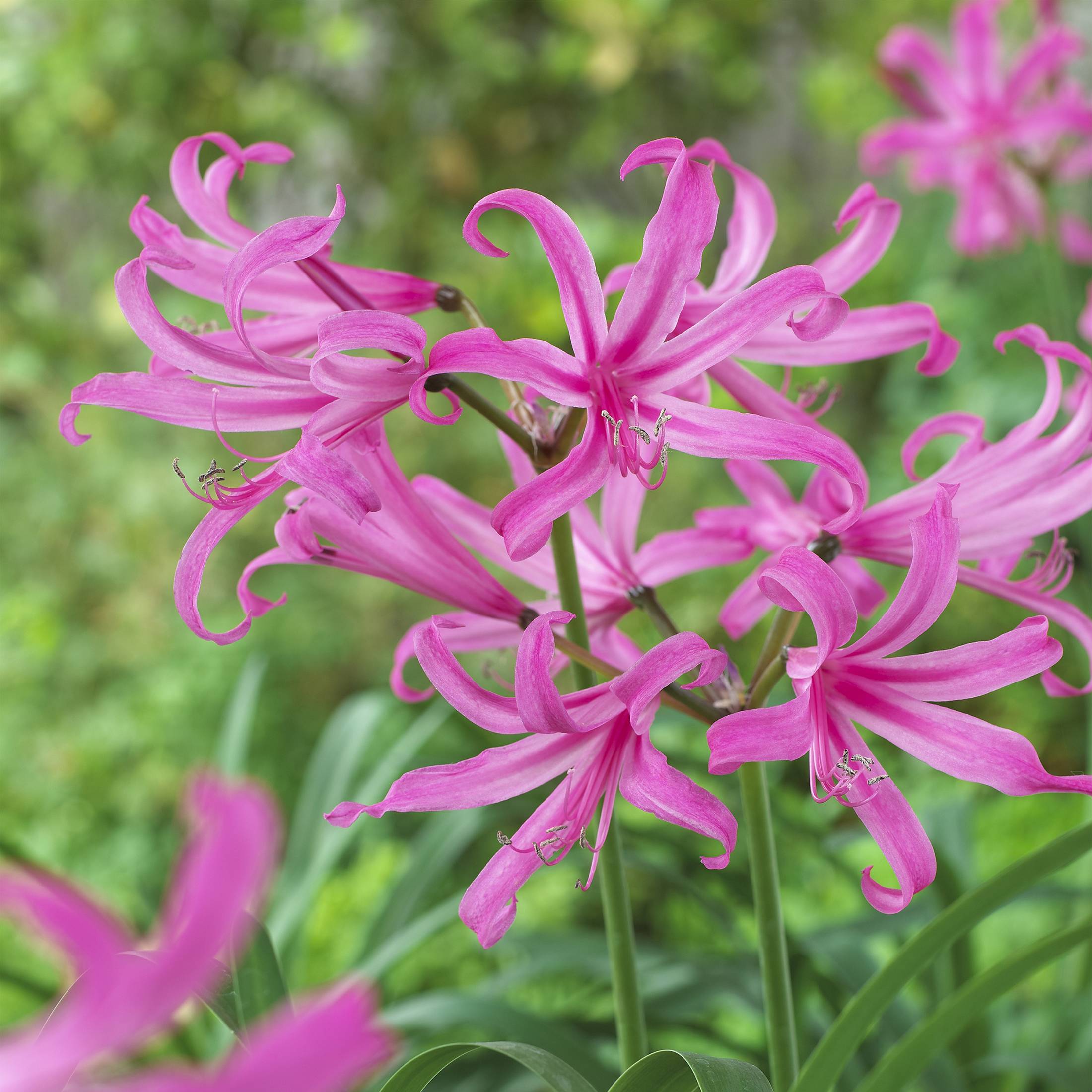 Promesse de Fleurs - Amarine belladiva Anastasia - Nérine hybride Pot de 2L/3L calibre 12/14