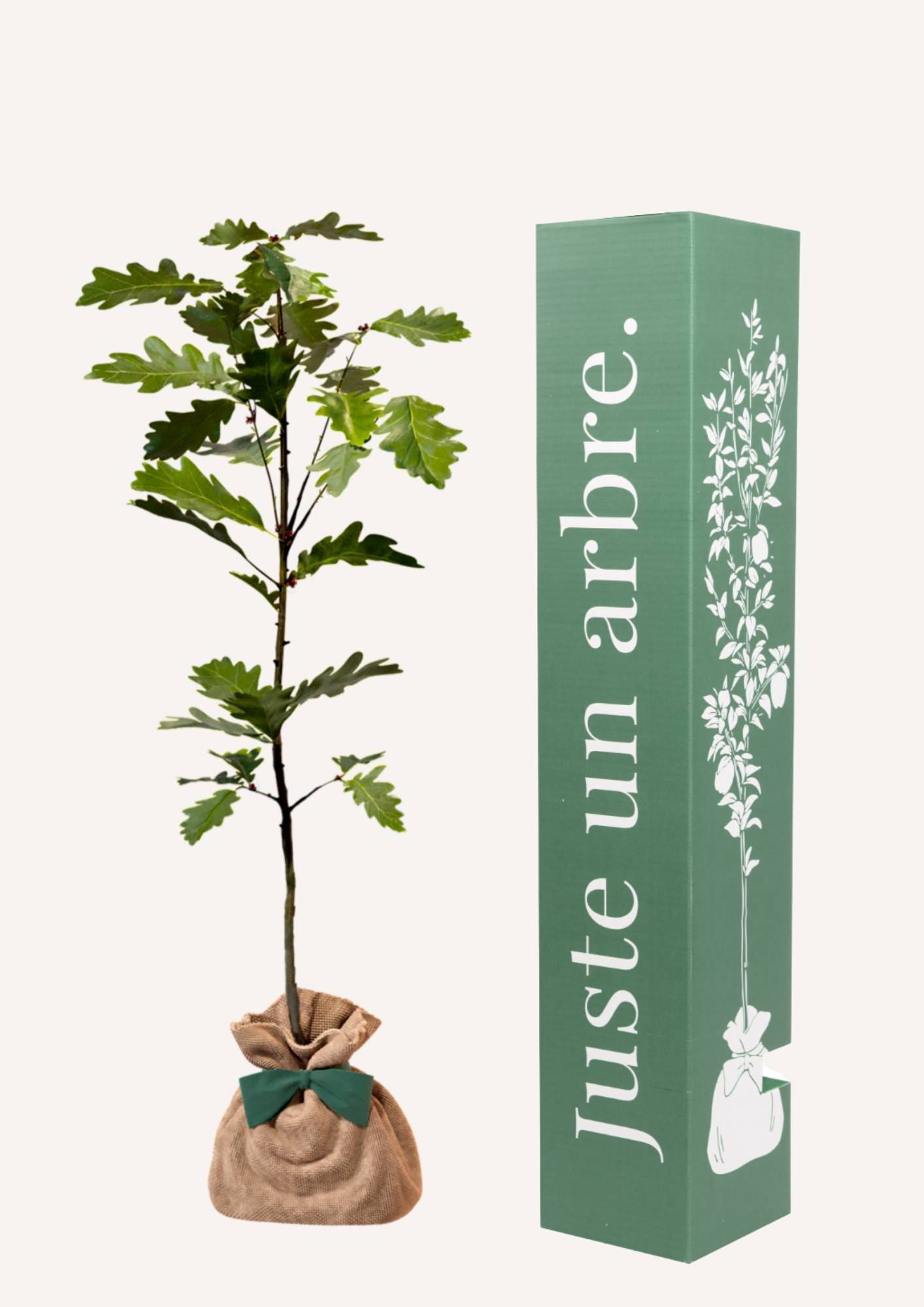 JUSTE UN ARBRE. – Chêne pédonculé | Idée cadeau naissance, mariage, anniversaire – Arbre imposant pour grands terrains. - Image 1