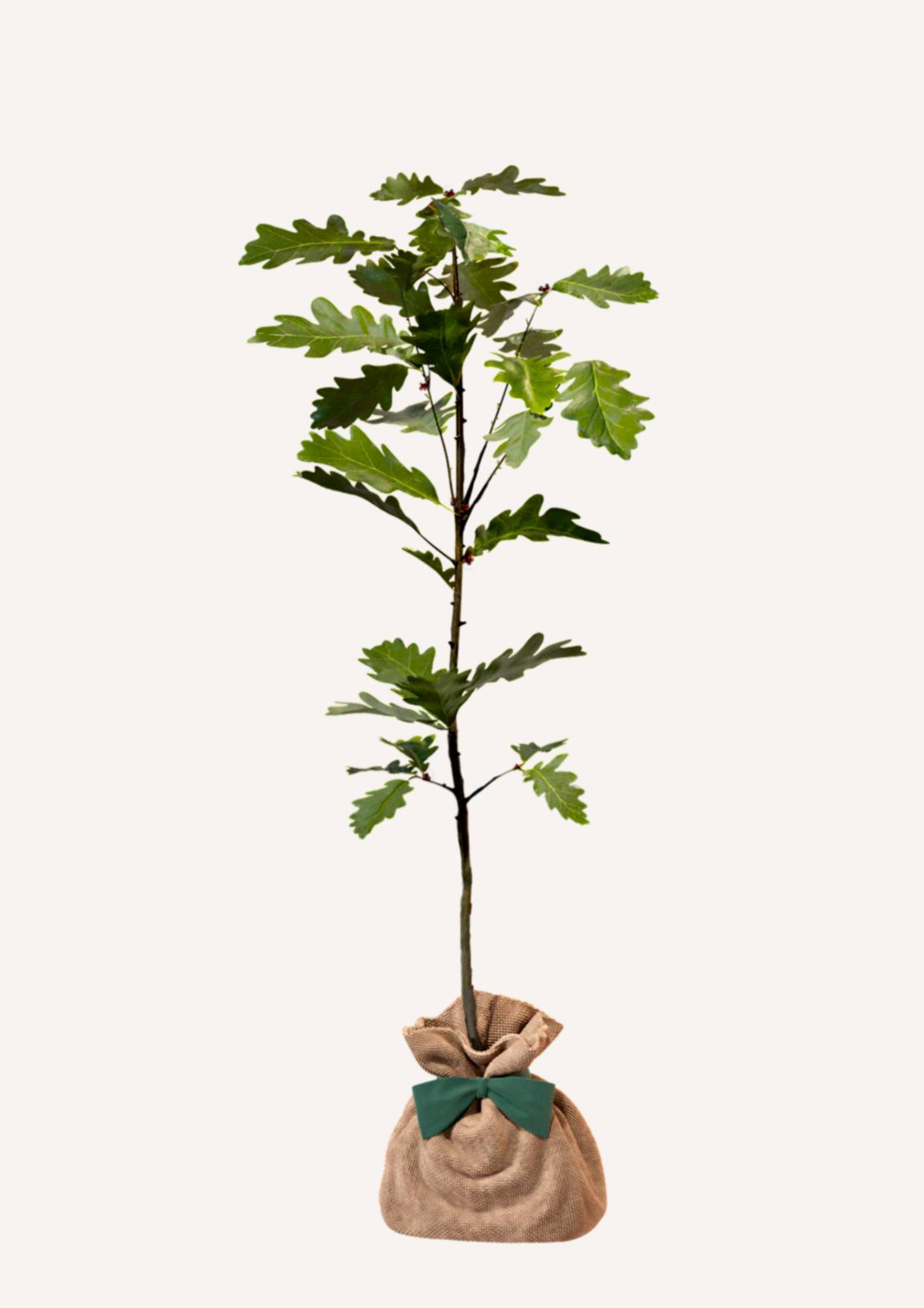 JUSTE UN ARBRE. – Chêne pédonculé | Idée cadeau naissance, mariage, anniversaire – Arbre imposant pour grands terrains. - Image 3