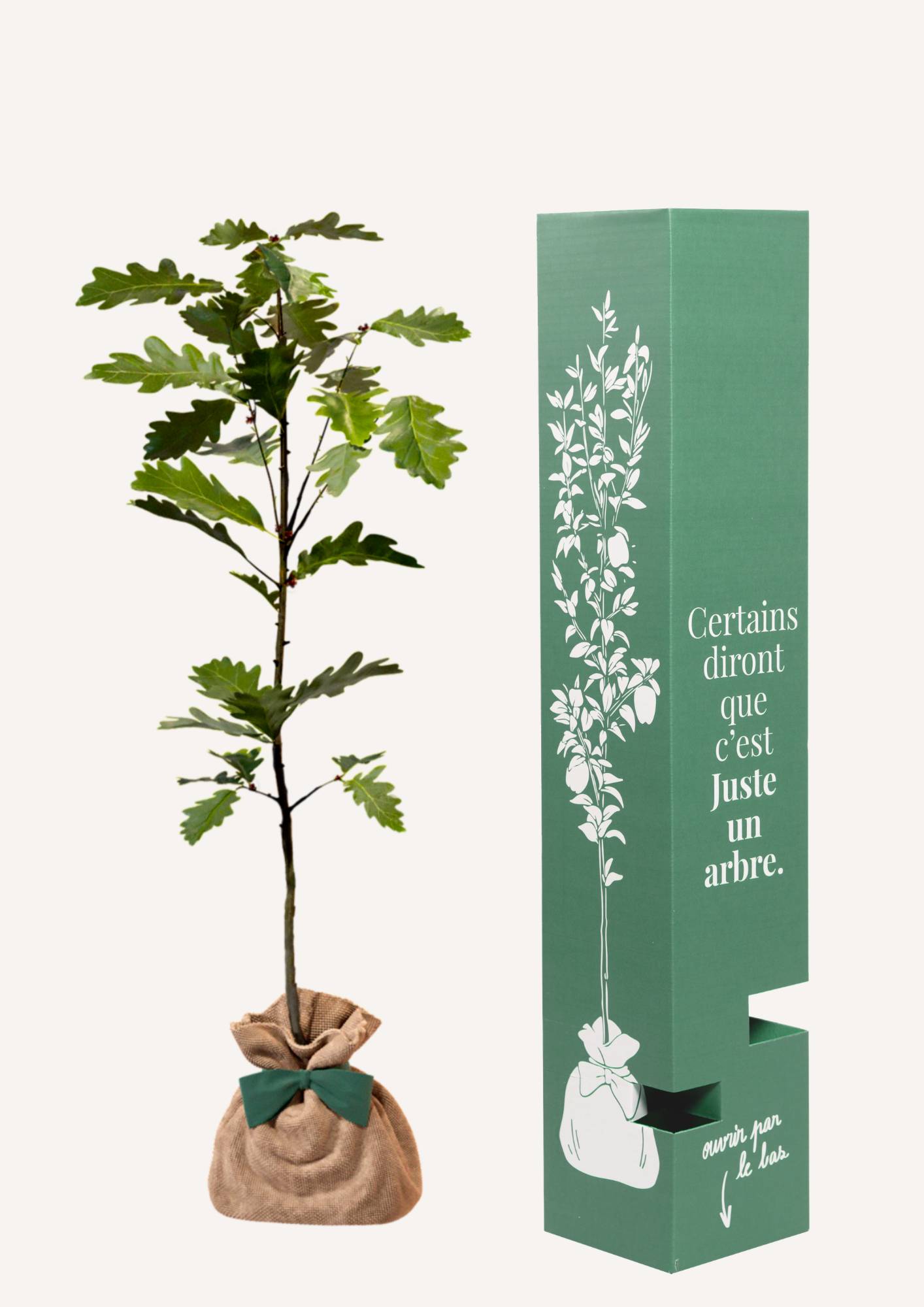 JUSTE UN ARBRE. – Chêne pédonculé | Idée cadeau naissance, mariage, anniversaire – Arbre imposant pour grands terrains. - Image 2