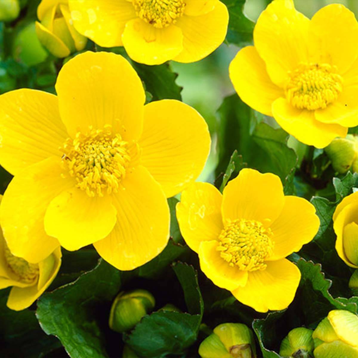 Lot de 6 - Caltha Palustris - Populage des marais - Plantes de bassin - H. 15-25 cm - P. 9 cm - Image 4