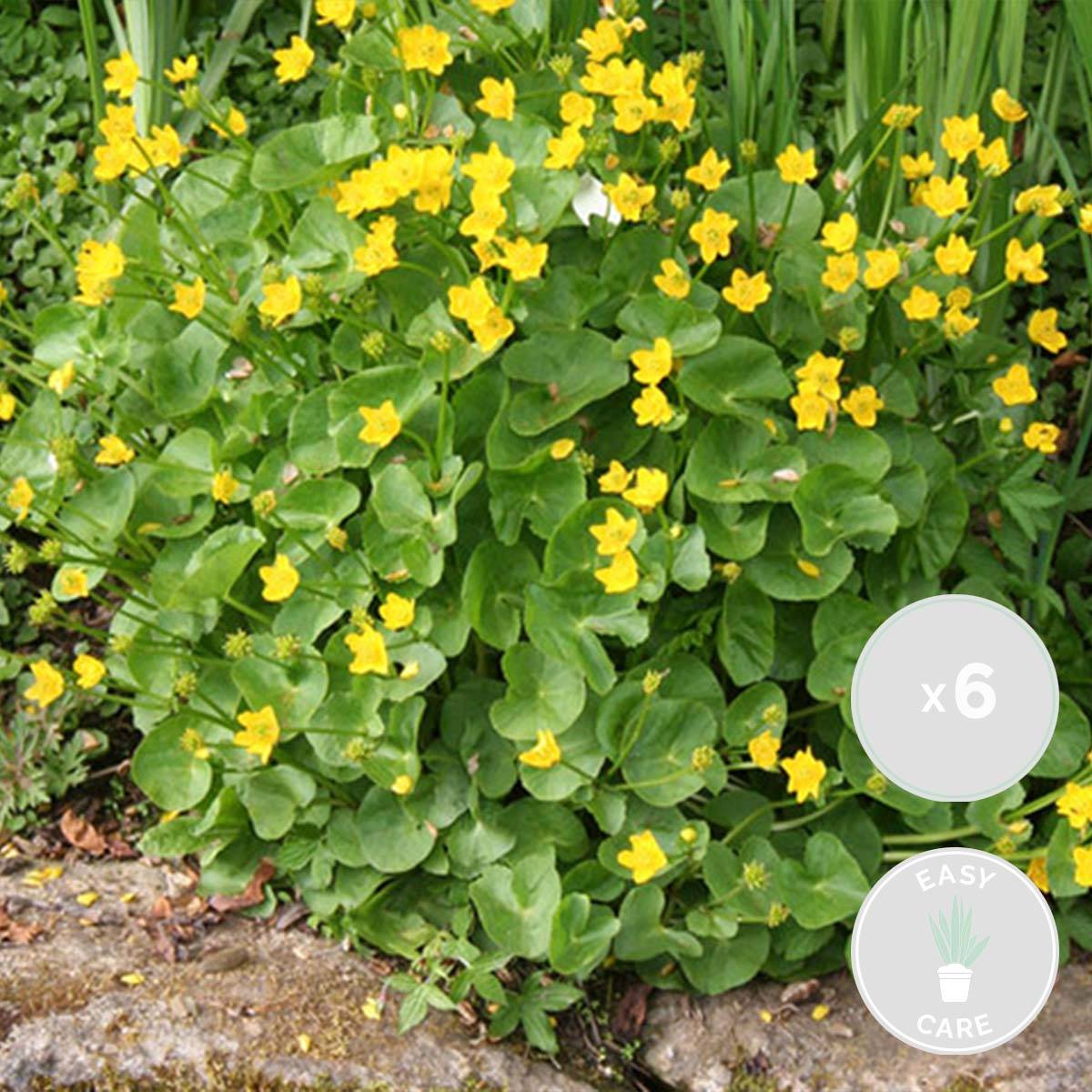 Lot de 6 - Caltha Palustris - Populage des marais - Plantes de bassin - H. 15-25 cm - P. 9 cm - Image 2