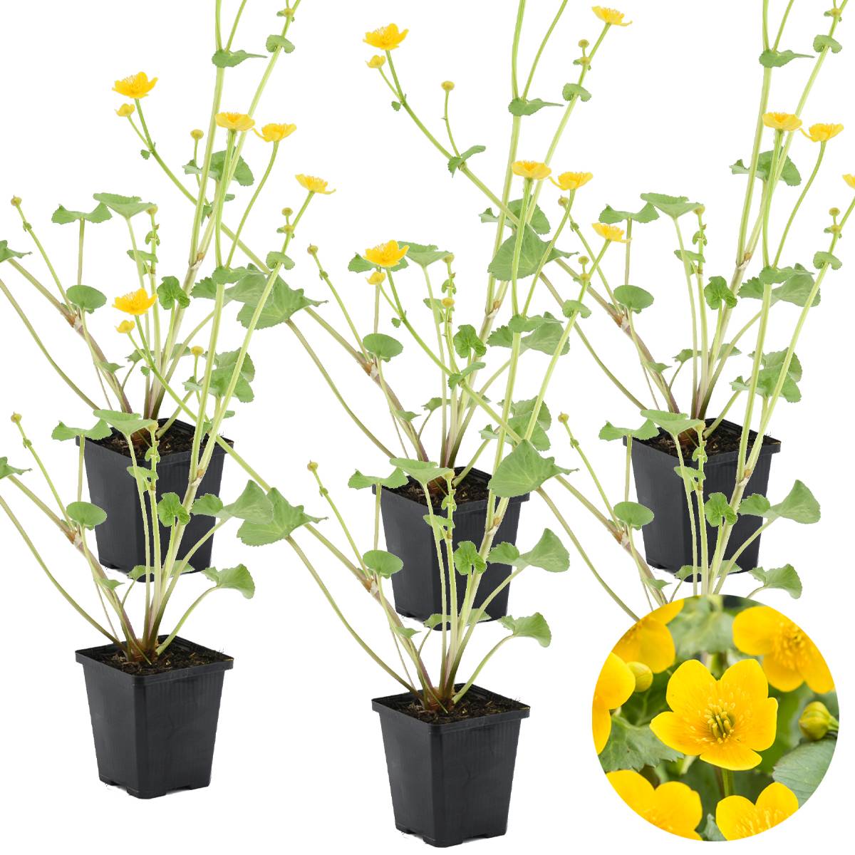 Lot de 6 - Caltha Palustris - Populage des marais - Plantes de bassin - H. 15-25 cm - P. 9 cm - Image 1