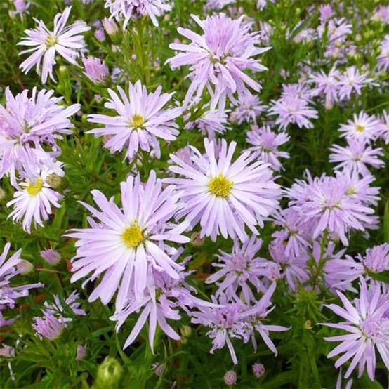 Promesse de Fleurs - Aster novi-belgii Rosenquarz - Aster grand d'automne Godet de 8/9 cm