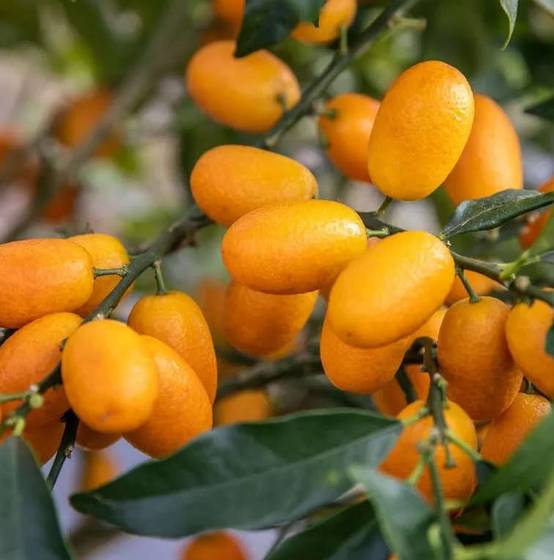 0 - Citrus Kumquat grande (Fortunella margarita variété gros fruit gouteux) Pot de 9 litres -140/160 cm - Image 1