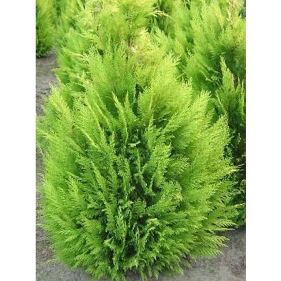 Chamaecyparis lawsoniana Alumigold - Cyprès de Lawson Pot de 7,5L/10L - Image 1