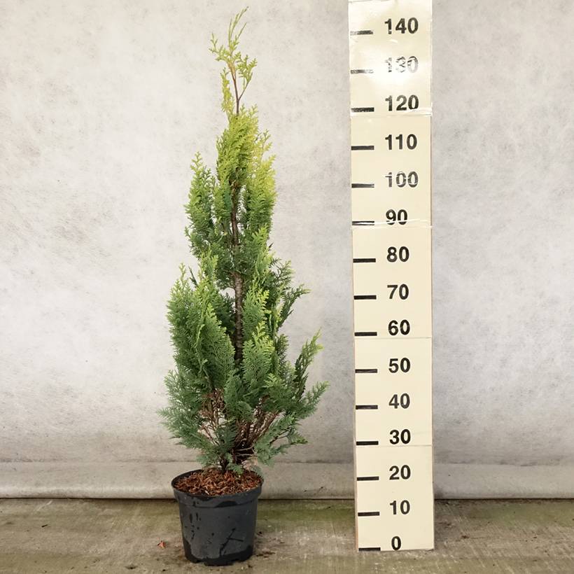 Chamaecyparis lawsoniana Alumigold - Cyprès de Lawson  Pot de 7,5L/10L - Image 2