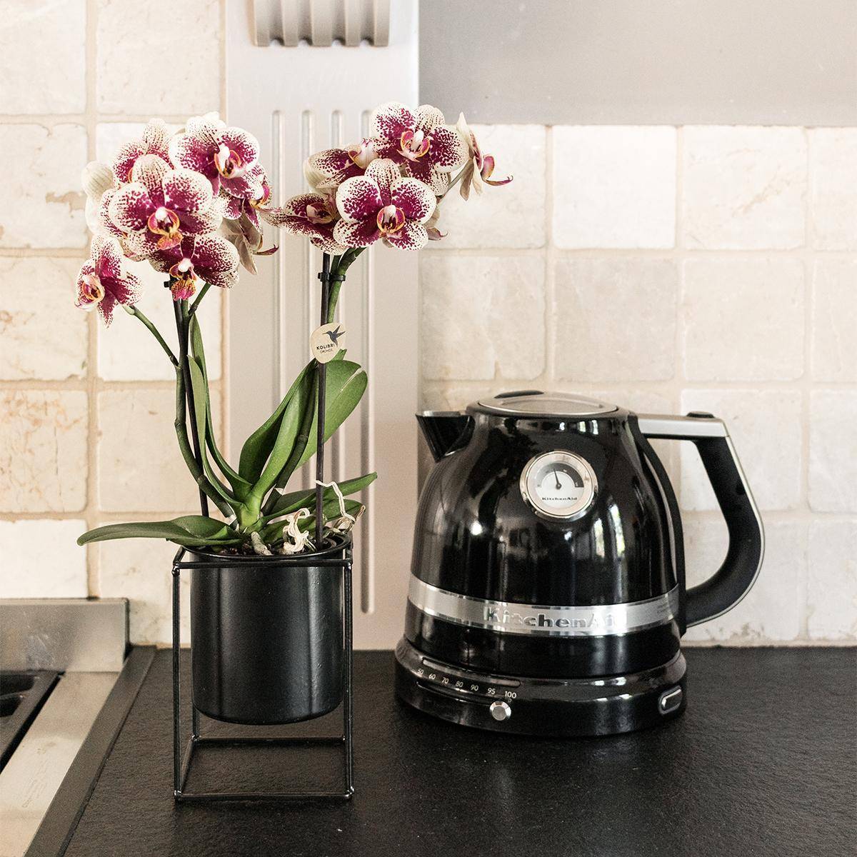 La Green Touch - Offre Combi : 2 Orchidées Phalaenopsis Rouge et Jaune - Spain 35cm - Plante d'intérieur- La Green Touch - Image 5