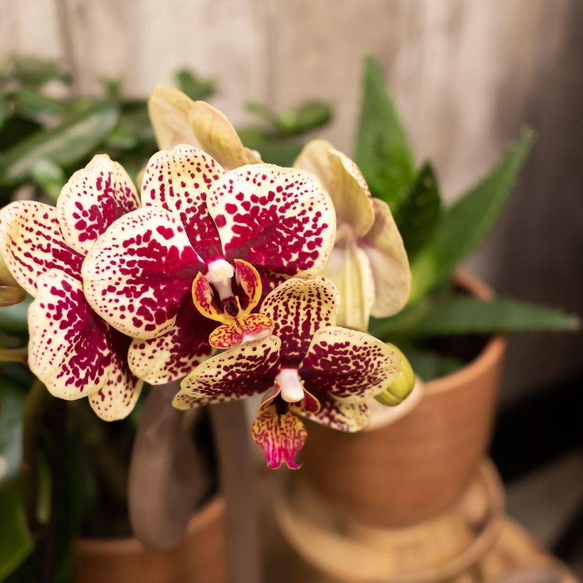 La Green Touch - Offre Combi : 2 Orchidées Phalaenopsis Rouge et Jaune - Spain 35cm - Plante d'intérieur- La Green Touch - Image 4