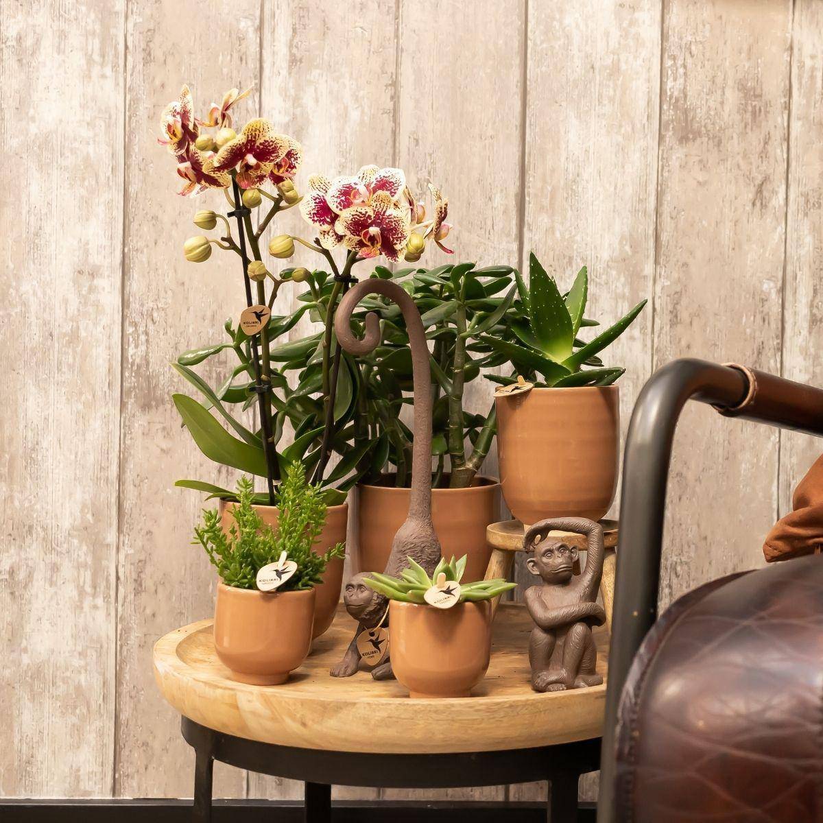 La Green Touch - Offre Combi : 2 Orchidées Phalaenopsis Rouge et Jaune - Spain 35cm - Plante d'intérieur- La Green Touch - Image 2