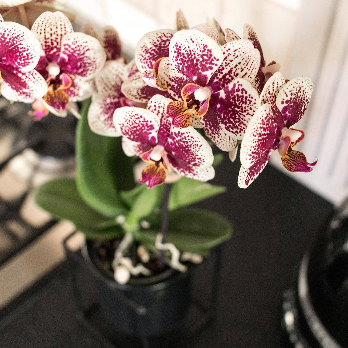 La Green Touch - Offre Combi : 2 Orchidées Phalaenopsis Rouge et Jaune - Spain 35cm - Plante d'intérieur- La Green Touch - Image 6